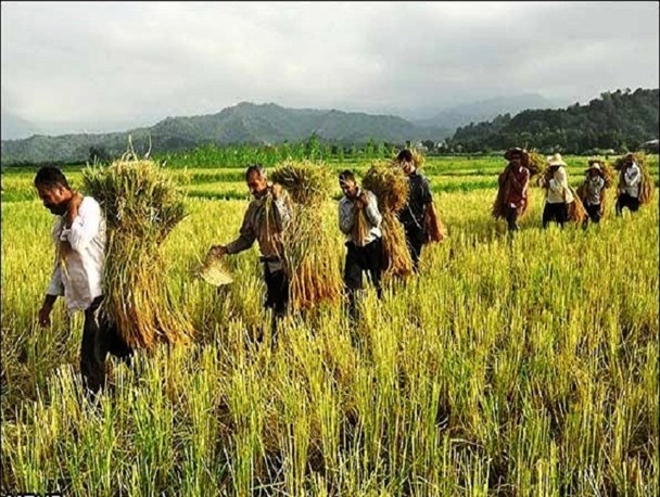 کشاورزی لرستان در سایه بیم و امید/"بیمه کشاورزی" تنها راه مقابله با حوادث طبیعی
