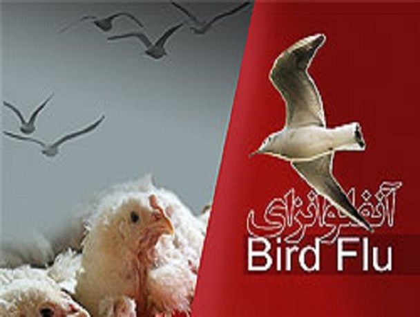موردی از آنفلوآنزای پرندگان در استان یزد مشاهده نشده است/ از دوره گردها مرغ نخرید