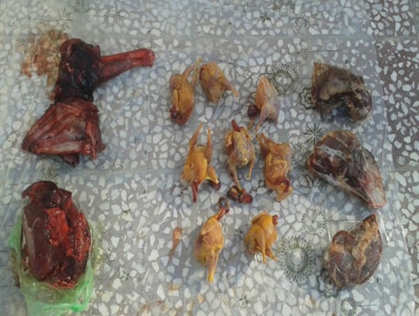 دستگیری چهار متخلف شکار