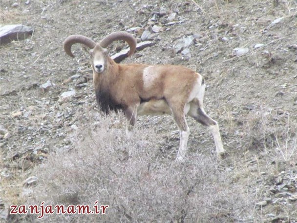 تصاویری جالب از سرشماری قوچ و میش در زنجان