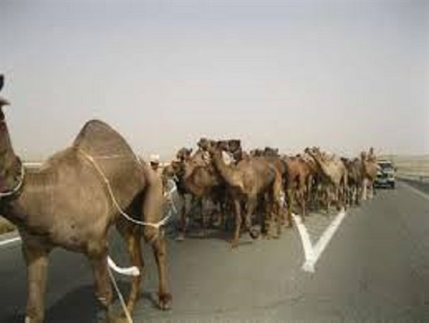 قاچاقچی شترهای غیربومی در زاهدان به دام افتاد/ متخلف 50 میلیون ریال جریمه شد