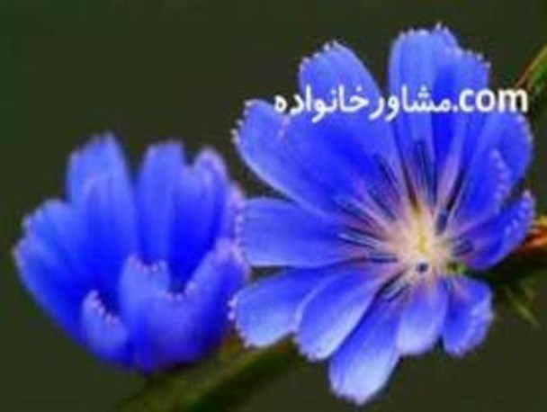 نقش کنترلی، پیشگیرانه و درمانی مراکز مشاوره/ عدم کارایی مشاوره در مهار آسیب های خانواده
