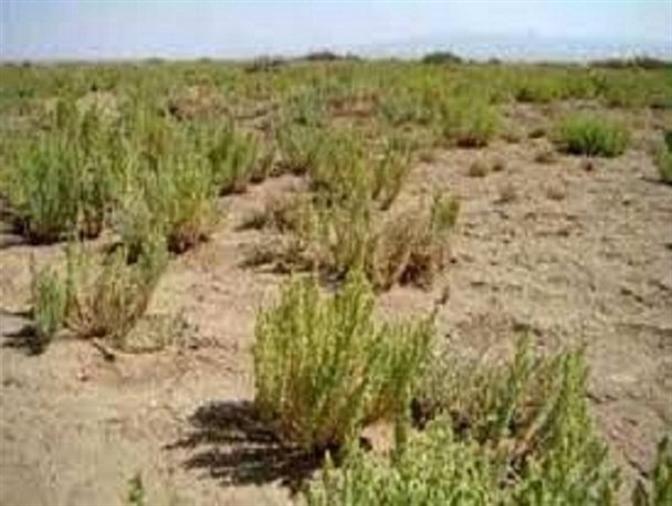 اختصاص یک میلیارد ریال اعتبار اجرای برای پروژه بین المللی ترسیب کربن در جاجرم
