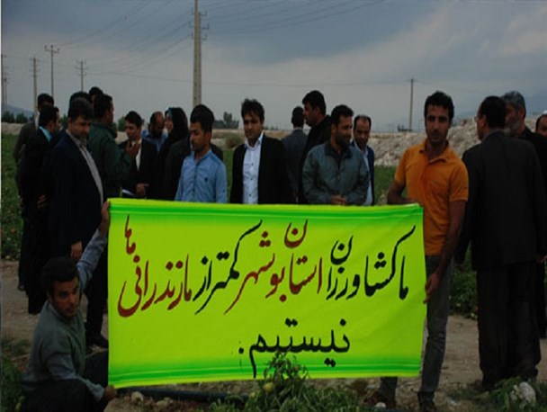 دولت به جای کنسرت به گوجه و کدو بها دهد/ گوجه کیلویی  تومان 250