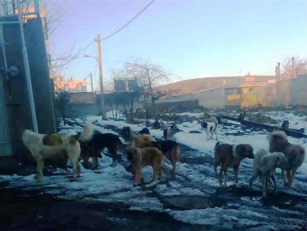 سریال تکراری جولان گله ای سگ های ولگرد در نیر