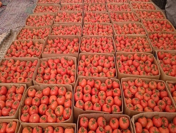 آغاز برداشت گوجه فرنگی از سطح گلخانه های میرجاوه