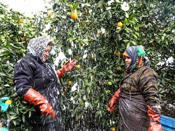 خرید پرتقال درجه 3 از باغداران گلستانی از مرز 2900 تن گذشت