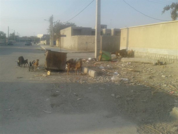 انباشت پسماند خانگی در مهم ترین بندر استراتژیک کشور / جاسک شهری بدون سطل زباله!