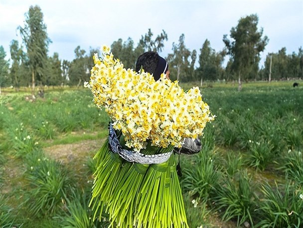 سالانه هفت میلیون شاخه گل نرگس در دره‌ شهر تولید می‌شود