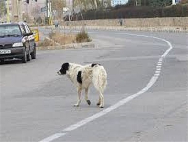 جولان ۱۷ هزار سگ ولگرد در کرمان/ترس ناتمام انتقال بیماری برای شهروندان