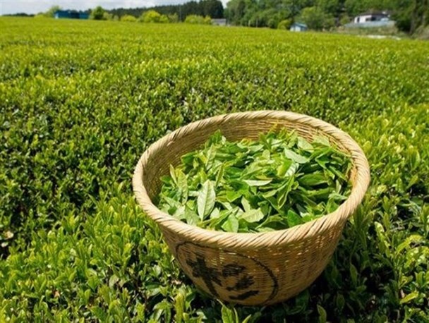 تلخی سرنوشت چای پایانی ندارد! /به سختی باغات چای‌ را اداره می‌کنیم