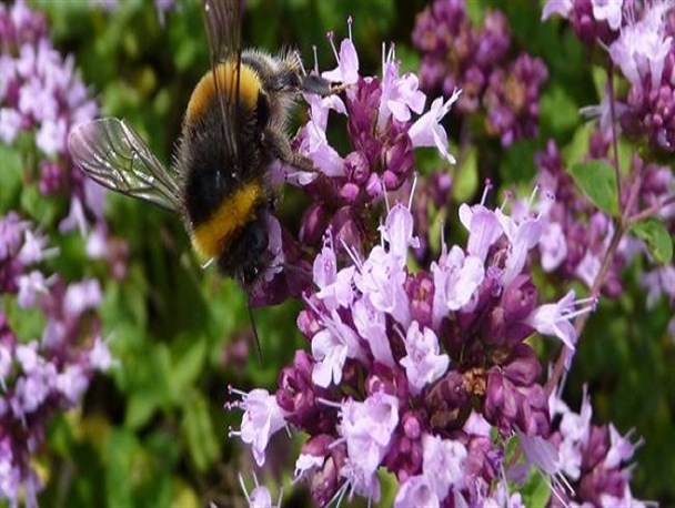 افزایش سطح کشت گیاهان دارویی در لرستان/۳۰ گونه دارویی برداشت می شود