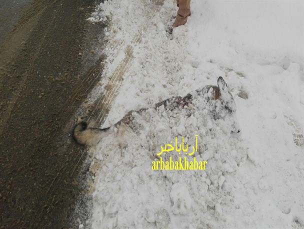 مرگ مشکوک یک قلاده گرگ در بانه