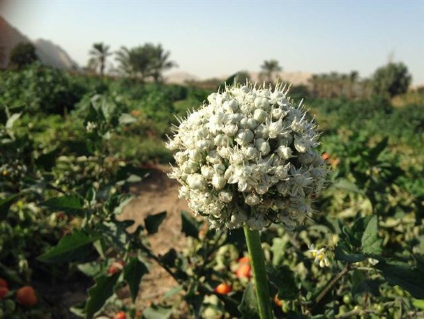 تصاویری از گل هایی که ارزش دیدن دارد