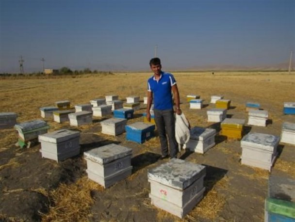 درآمد حلال با تولید عسل / وقتی اشتغالزایی با نیش زنبورها شیرین می شود