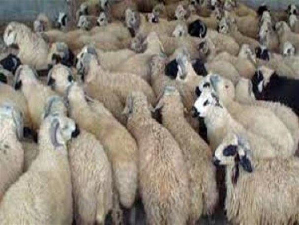 دستگیری ۵ نفر قاچاقچی دام در اردبیل