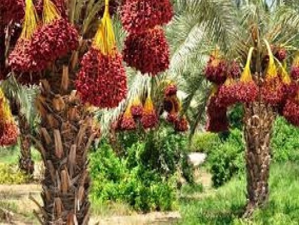 میوه بهشتی جنوب شرق ایران در بازارهای اروپایی/تولید سالانه 49 هزار تن خرما در سراوان