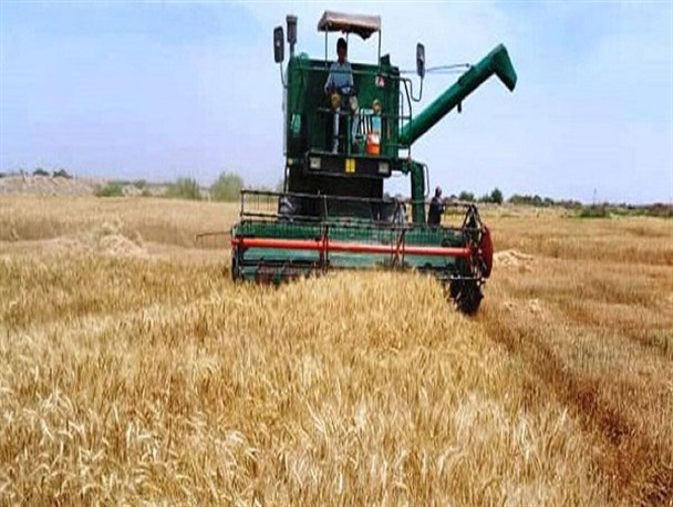 پیش‌بینی خرید تضمینی ۴۲۷ هزار تن گندم در لرستان