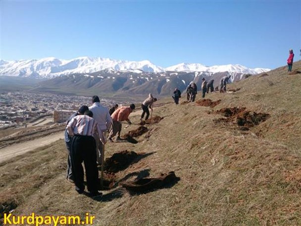 همزمان با روز درختکاری پارک جنگلی پیرانشهر نهالکاری شد+تصاویر
