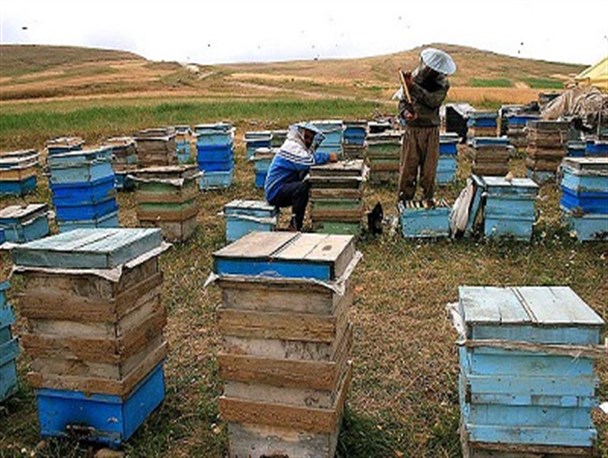 سرخس مهم ترین قطب تولید عسل طبیعی در خراسان رضوی است