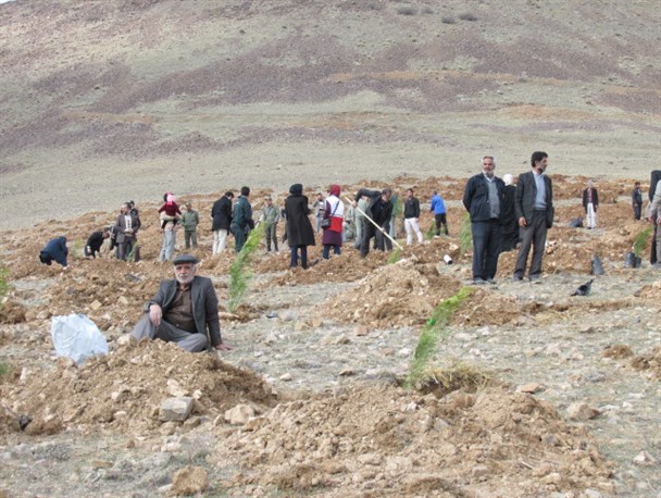 کاشت 2000 اصله نهال در محور نقره کمر تفرش +تصویری