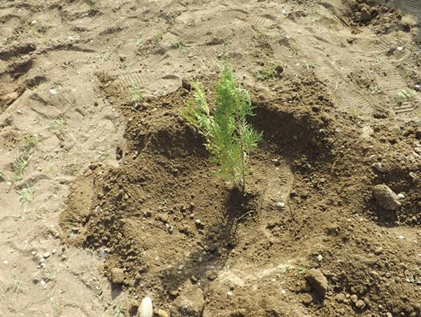 برگزاری مراسم نمادین روز درختکاری در سراب