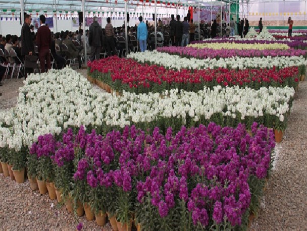 برگزاری اولین جشنواره گل شب بو در شهر درچه