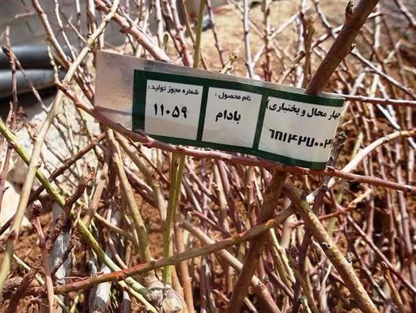 7000 اصله نهال در اردل توزیع شد