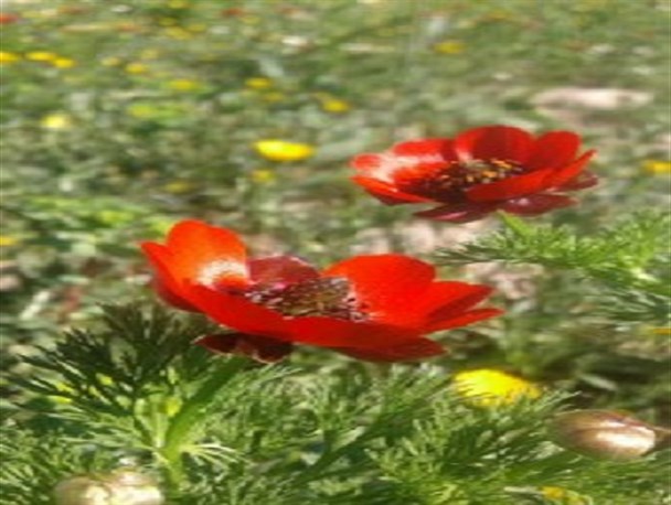 ایذه، شهری به قدمت تمدن ایران زمین/ چگونه صنعت گردشگری شهرمان را شکوفا کنیم