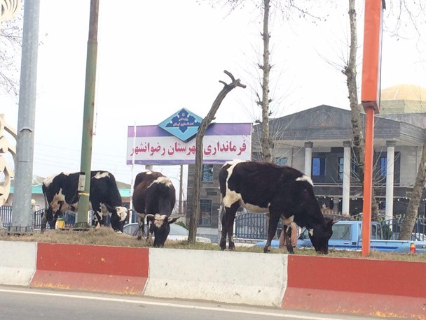 استفاده از گاو به جای دستگاه چمن زنی در رضوانشهر!