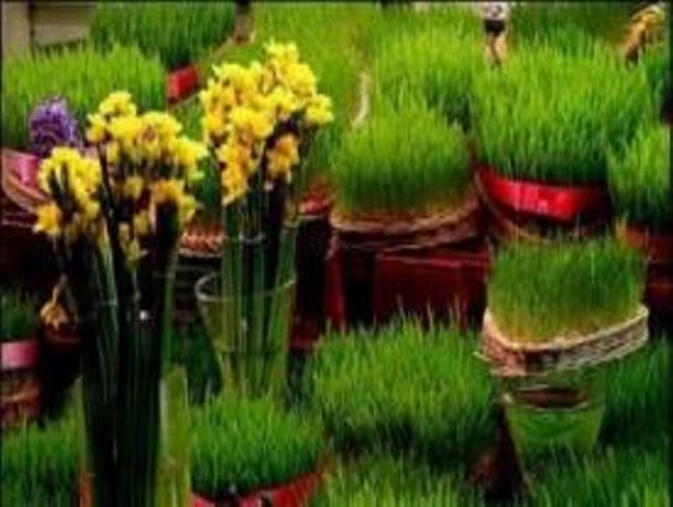 آیین کاشت سبزه نوروزی نماد خیر و برکت است