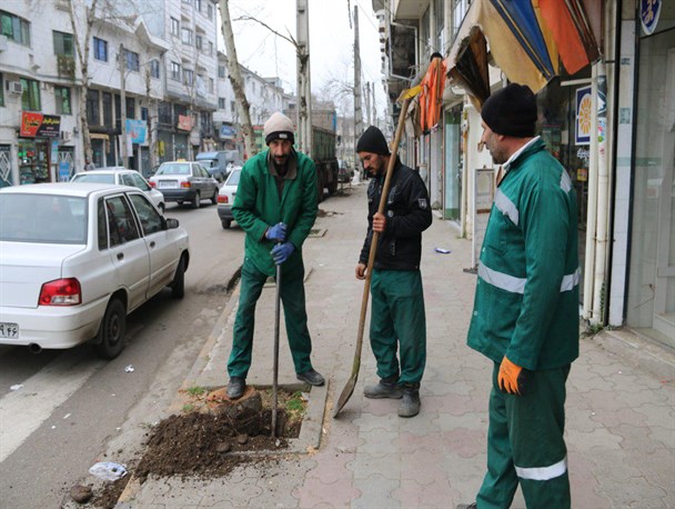 کاشت ۳هزار اصله نهال در لاهیجان +عکس