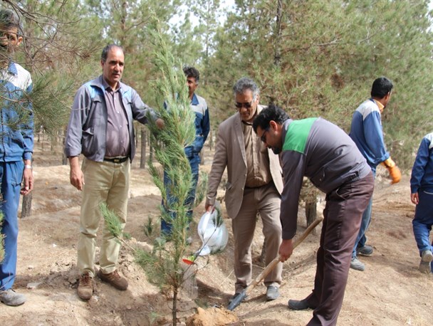غرس250 اصله نهال در کارخانه سیمان قاین+ تصاویر