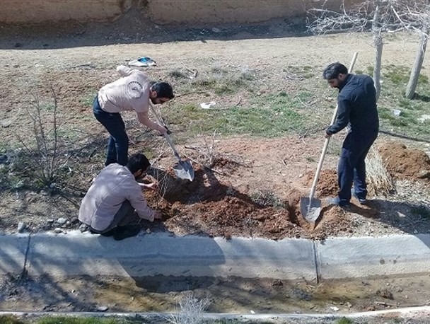 غرس نهال سنجد به همت بسیج سازندگی فراهان + عکس