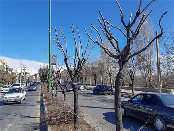 هرس درختان خیابانهای شهر یزد لازم بود/شدت هرس درختان زیاد است