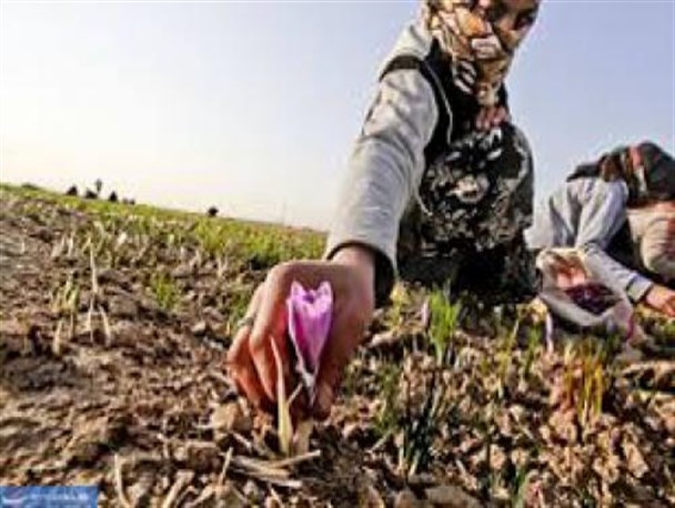 سرزمین طلای سرخ، ناشناخته‌ ای در دل کویر