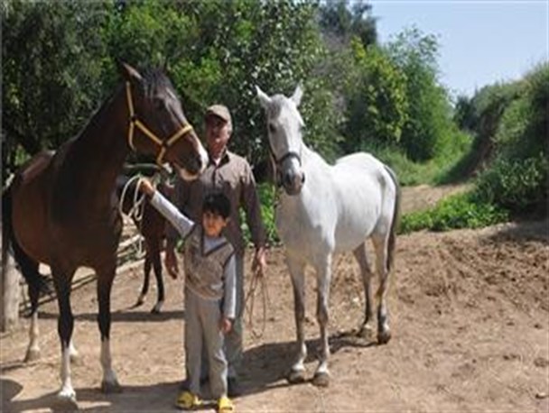 پیرترین اسب اصیل ایرانی مرد+تصاویر/تعداد پرورش دهندگان اسب در خوزستان بدلیل ضرر و زیان انگشت شمار شده است