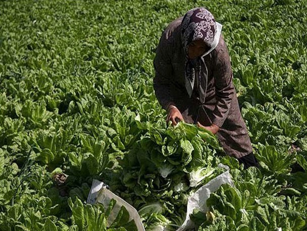 فصل بهار و آغاز کشت و کار در روستاهای خرمشهر