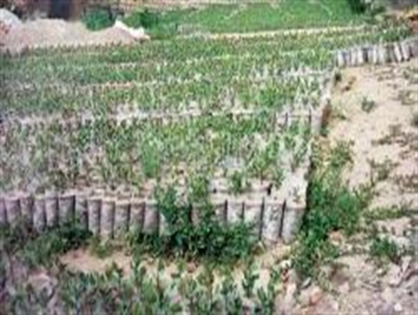 کاشت نهال بلوط در 500 هکتار از منطقه "چرمین" سیروان