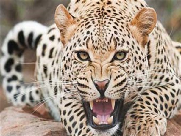 چوپان فداکار کلاله ای از چنگال پلنگ نجات یافت