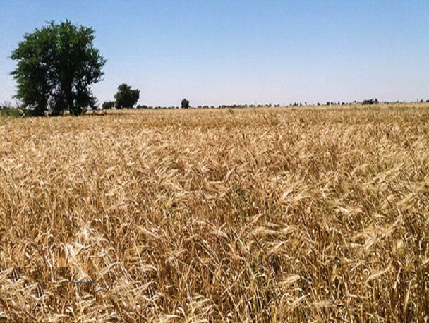 طبیعت روستای "کره پا" از توابع هندیجان