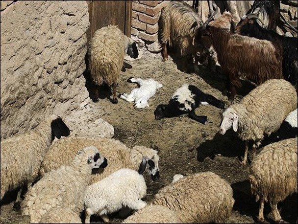 بیماری تب برفکی در کمیجان مهار شد/شیوع سریع بیماری به دلیل عدم همکاری برخی از دامداران بود
