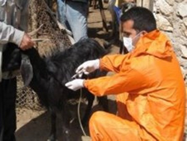 تلف شدن 37 راس دام بر اثر تب برفکی در زنجان