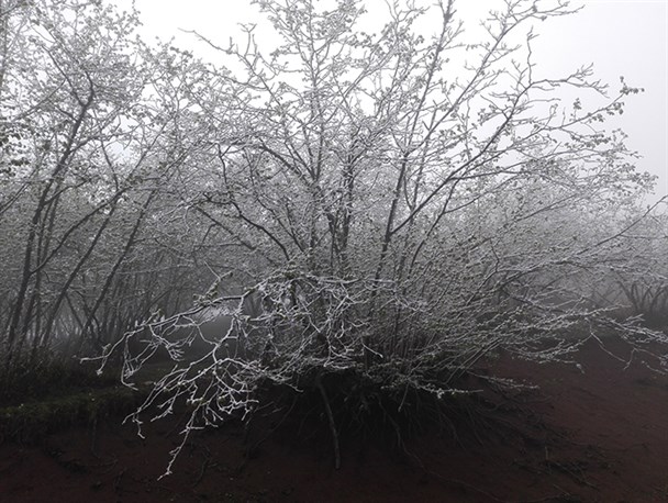 سرما زدگی باغات فندق در اشکورات رودسر