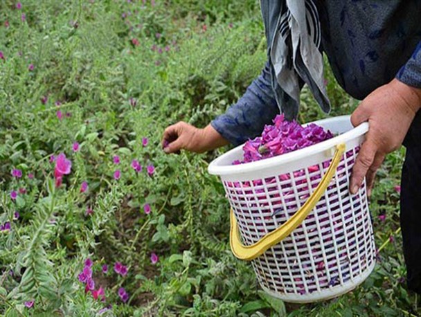 آغاز برداشت گل گاوزبان در اراضی استان گلستان