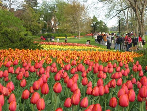 عامل دیرباز شدن لاله‌های باغ چمران تاخیر ۲۰ روزه در کاشت است/ آب و هوای سرد ابتدای نوروز در کرج هم مزید بر علت شد