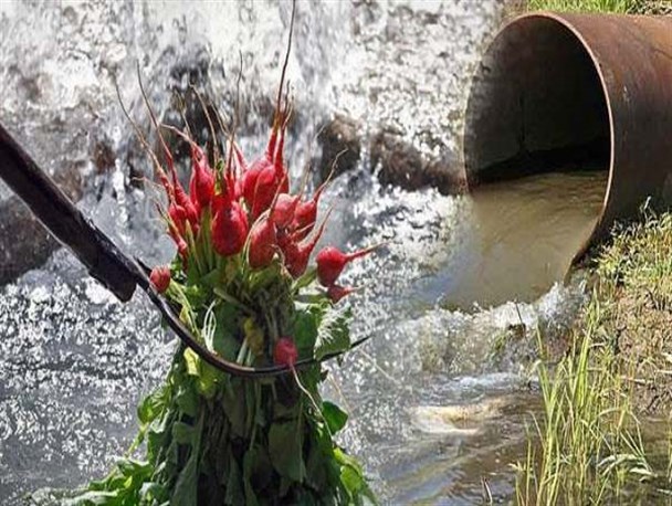 آبیاری مزارع با آب فاضلاب تهدید جدی برای سلامت عمومی مردم زنجان است/ ممنوعیت آبیاری مزارع با آب فاضلاب باید اتفاق بیفتد