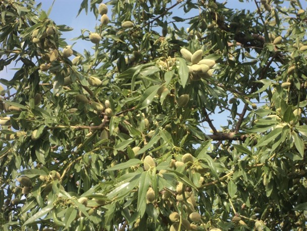 میوه نوبرانه ای که دشمن سرطان معده است