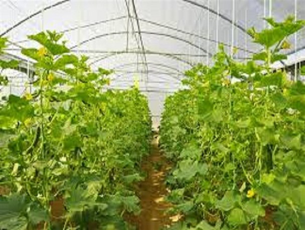 صنعت گلخانه‌ در زمین حمایت مسئولان تفرشی تشنه مانده است