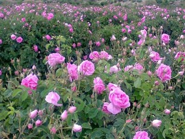 آغاز برداشت گل محمدی از باغات هرسین/ سطح زیرکشت گل محمدی در شهرستان حدود ۷۰ هکتار است